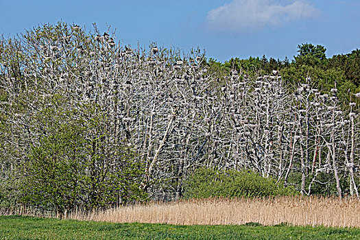鸬鹚,鸬鹚属,生物群,枯木,梅克伦堡前波莫瑞州,德国,欧洲