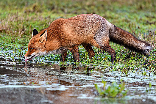 红狐,狐属,饮料,溪流,北荷兰,荷兰