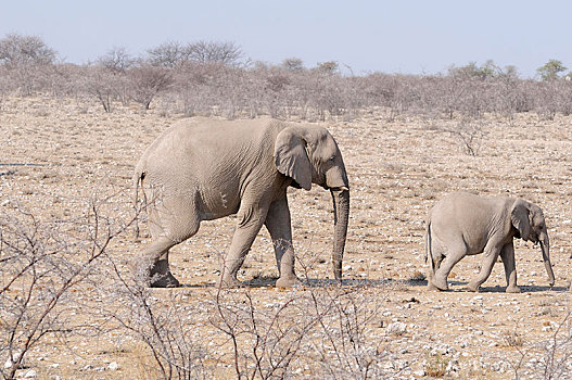 非洲象,幼兽,纳米比亚,非洲