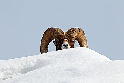 大角羊,公羊,后面,雪堆,碧玉国家公园,艾伯塔省,加拿大