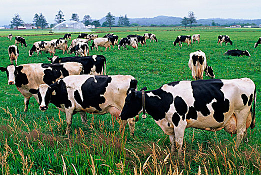 黑白花牛,乳业,母牛,放牧,地点
