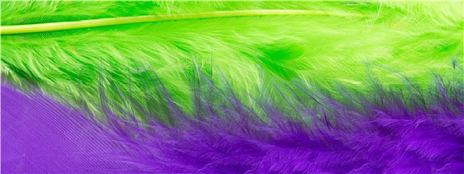 绿色,紫色,羽毛,背景,特写
