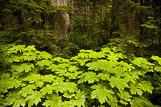 铁杉,小树林,冰川国家公园,不列颠哥伦比亚省