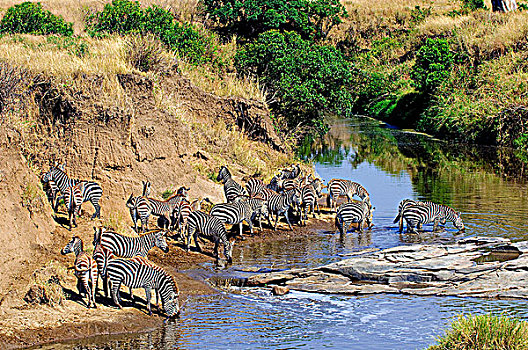 斑马,喝,暂时,河,北方,肯尼亚,东非
