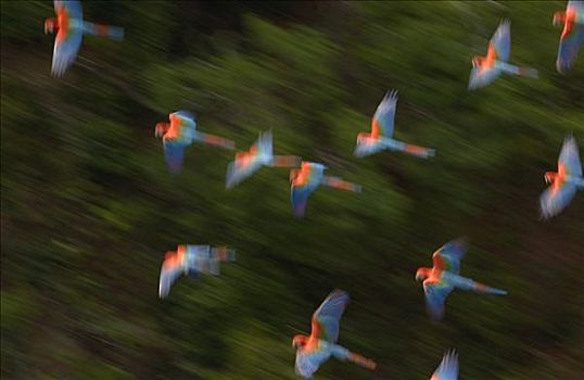 红绿金刚鹦鹉,绿翅金刚鹦鹉,成群,飞,栖息地,南马托格罗索州,巴西,南美