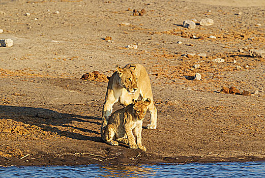 狮子,女性,幼兽,水坑,埃托沙国家公园,纳米比亚,非洲