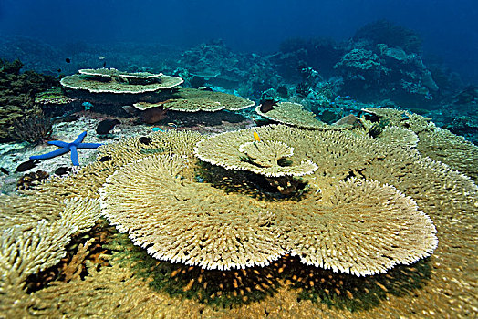 石头,珊瑚,四王群岛,巴布亚岛,西巴布亚,太平洋,印度尼西亚,亚洲