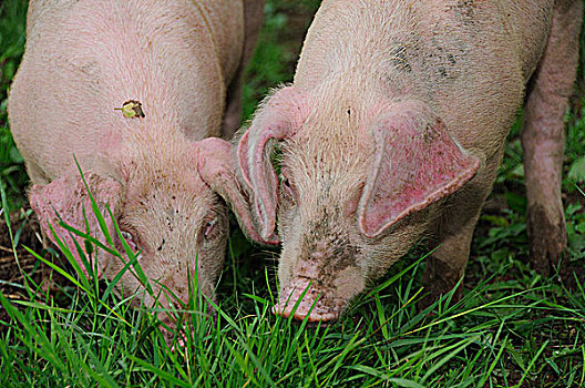 两个,年轻,猪,吃草