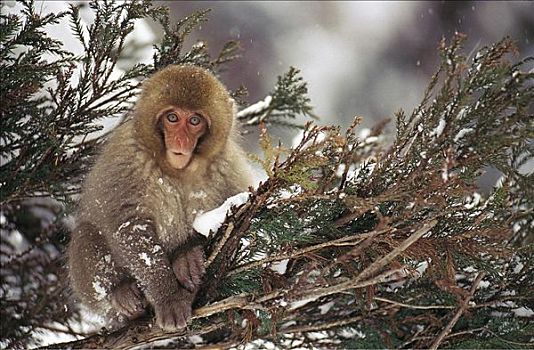 小动物,雪猴,日本猕猴,栖息,松树,枝条,哺乳动物,雪,冬天,长野,本州,日本,亚洲,动物