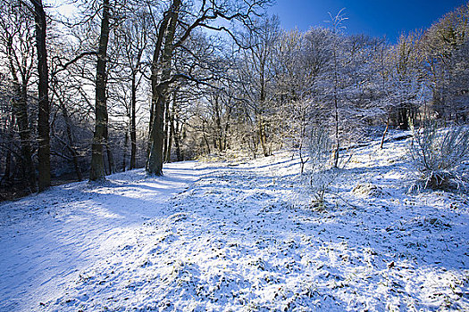 英格兰,诺森伯兰郡,木头,乡野,公园,下雪,树林