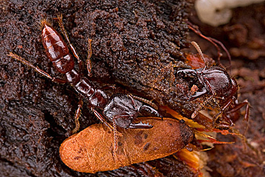 德拉库拉,蚂蚁,一对,巴布亚新几内亚