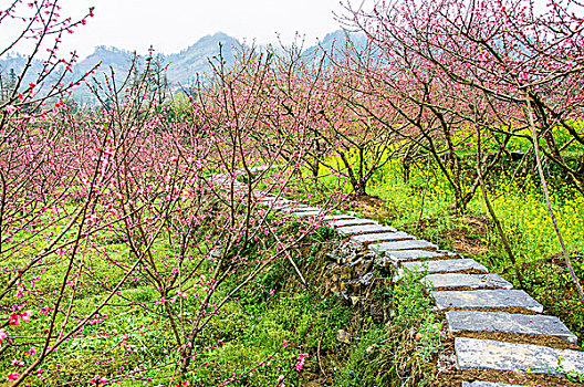 田间小路