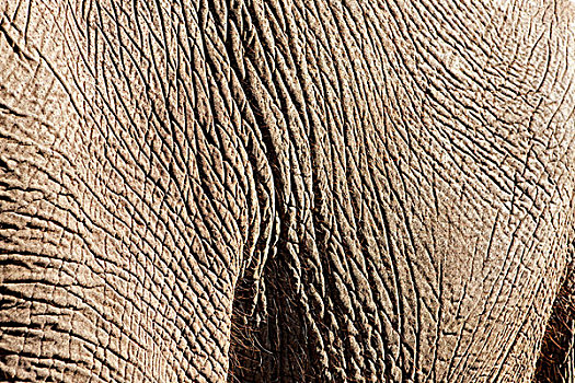 特写,大象,皮肤,博茨瓦纳,非洲