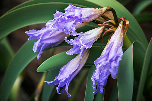 紫色的植物