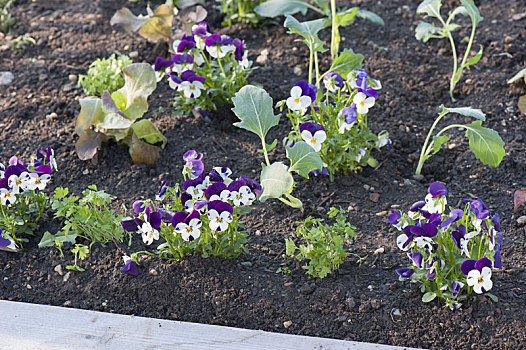 植物,床,有机,花园,莴苣,撇蓝,有角,紫色,西芹