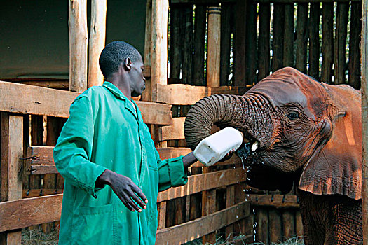 非洲,肯尼亚,内罗毕,瓶子,孤儿动物,小象,野生动物,信任