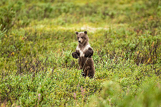 幼兽,站立,寻找,母亲,德纳利国家公园和自然保护区,室内,阿拉斯加,夏天
