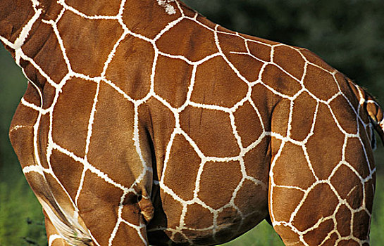 网纹长颈鹿,长颈鹿,特写,皮肤,公园,肯尼亚