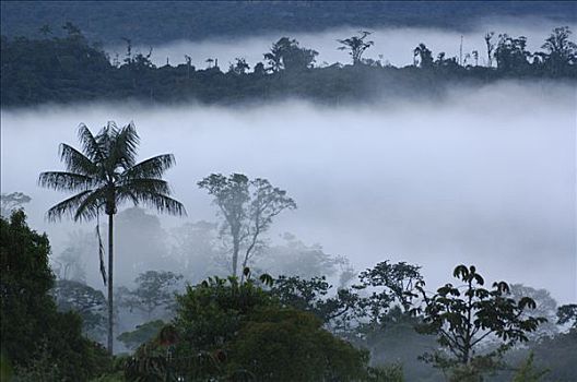 雾林,植被,薄雾,西部,斜坡,山峦,厄瓜多尔