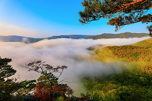 云海松涛