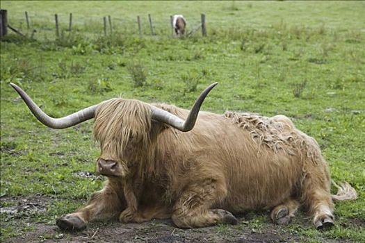苏格兰,高原地区,尼斯湖,高原牛
