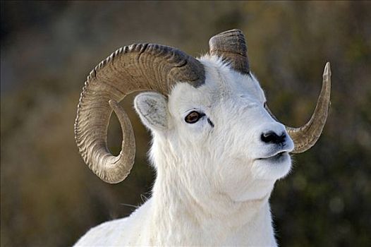 野大白羊,白大角羊,肖像,雪景,德纳里峰,国家公园,阿拉斯加,美国