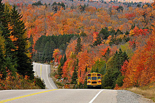公路,校车,秋色,阿尔冈金省立公园,安大略省,加拿大