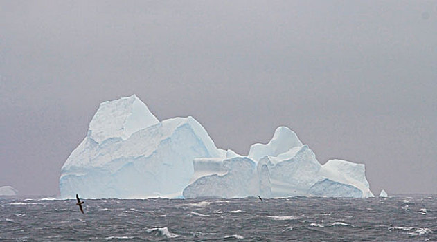 南大洋,南极,巨大,海燕类,飞,正面,冰山