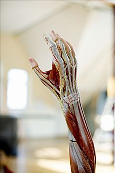 解剖模型,手臂