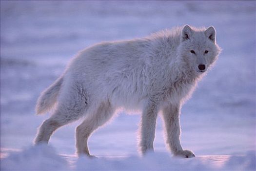 北极狼,狼,肖像,艾利斯摩尔岛,加拿大