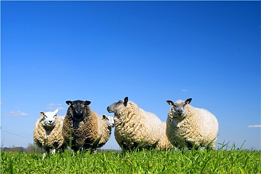 绵羊,草地,看,镜头