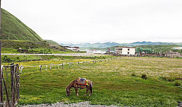 四川甘孜塔公草原景色美