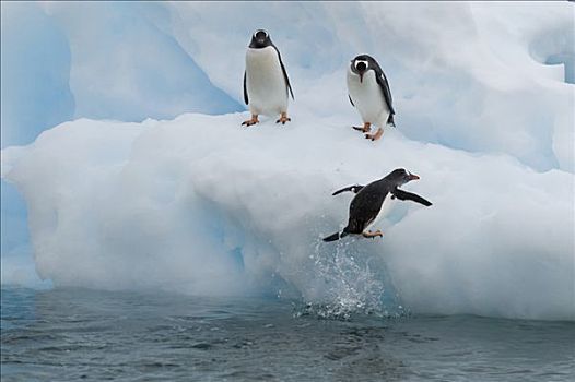 巴布亚企鹅,冰山,港口,南极