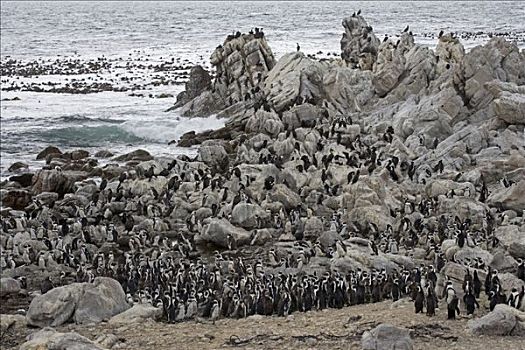黑脚企鹅,生物群,海岸线,靠近,开普敦,南非