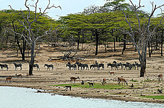 坦桑尼亚,禁猎区,斑马,羚羊,猴子