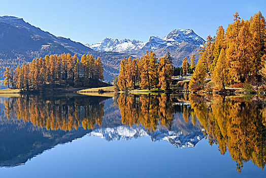 湖,秋天,落叶松属植物,树林,背影,恩格达恩,瑞士,欧洲