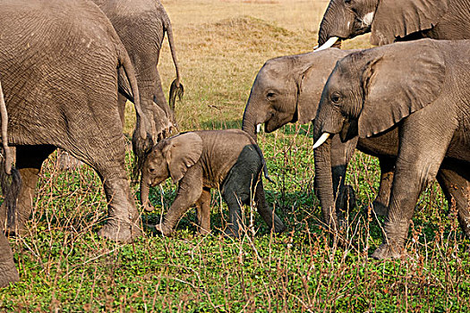 非洲象,牧群,博茨瓦纳