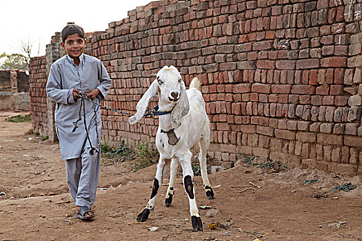 孩子,山羊,拴狗绳,巴基斯坦,亚洲