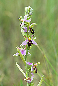 蜜蜂,兰花,花,诺福克,英格兰,欧洲