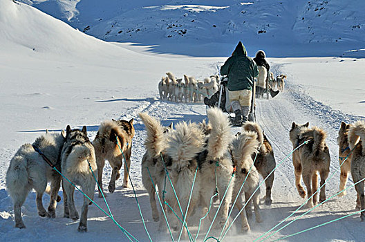 雪橇狗,旅游,伊路利萨特冰湾,格陵兰,北极,北美