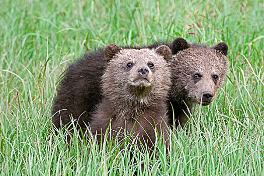 大灰熊,相似,棕熊,看,好奇,防护,保存,北方,王子,北海岸,不列颠哥伦比亚省,加拿大
