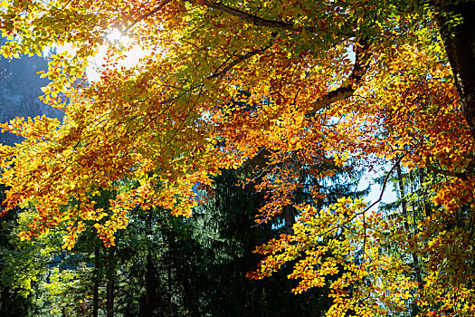 秋天的阳光穿过枫树林的树梢明亮耀眼