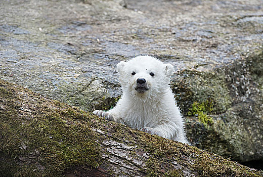 北极熊,幼兽,3个月,动物园,慕尼黑,上巴伐利亚,巴伐利亚,德国,欧洲
