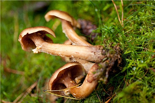 苔藓,森林,自然,特写