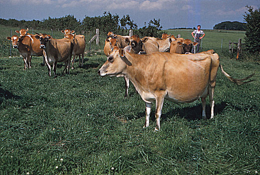 乳业,牧群,农牧,约克郡,20世纪,艺术家