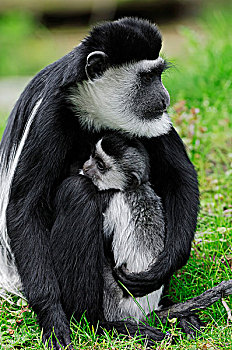 疣猴,东黑白疣猴,雌性,吸吮,幼仔,非洲,物种,俘获,荷兰,欧洲