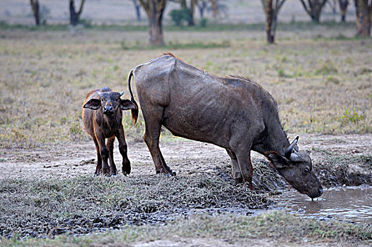 非洲,水牛,母牛,诞生,幼兽,喝,纳库鲁湖国家公园,肯尼亚,东非