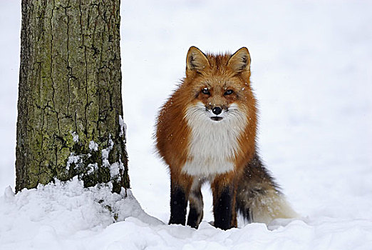 红狐,狐属,树,冬天