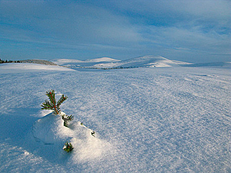 积雪,针叶树,树苗,凯恩戈姆国家公园,高地,苏格兰,英国,欧洲