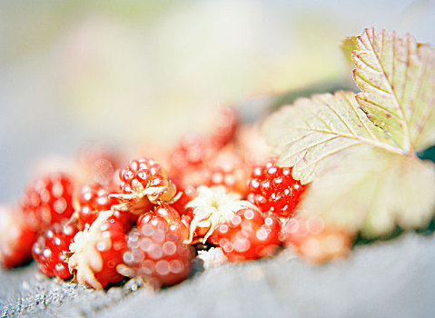 北极,树莓,特写